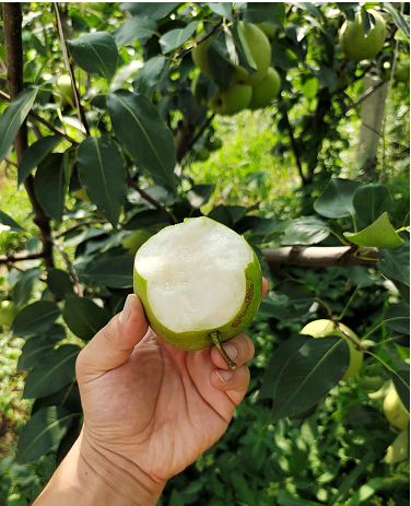 铜钱山 苏翠壹号梨 果园直发